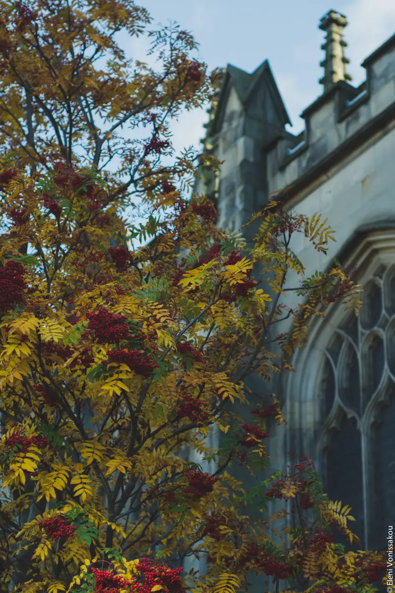 Σούπα Κολοκύθας με Μπούκοβο και Κρέμα Φέτας με Κατσικίσιο Γιαούρτι www.thefoodiecorner.gr Photo description: Branches of a tree with yellow leaves and red berries in front of the window of a church.