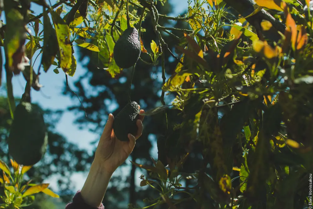 Miliaworkshop2017 www.thefoodiecorner.gr Photo description: A hand reaching up to hold an avocado hanging from the branch of a large tree. The sky is visible through the branches.
