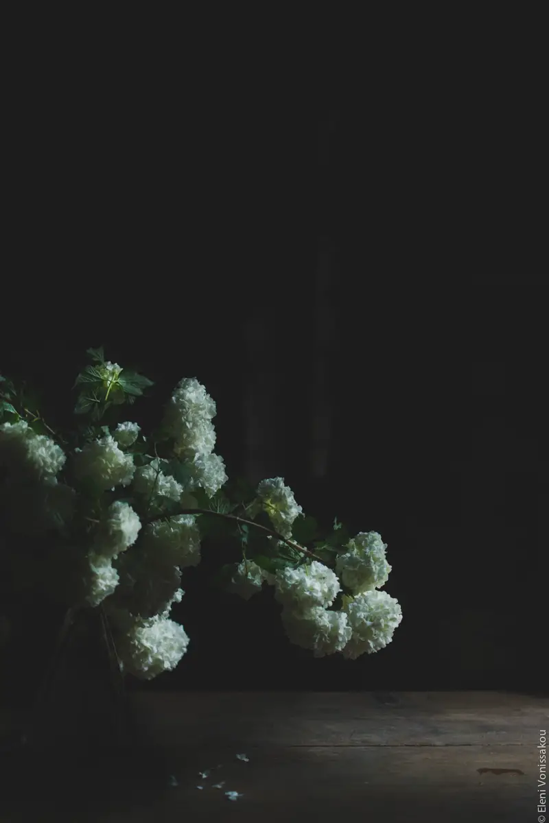 Miliaworkshop2017 www.thefoodiecorner.gr Photo description: Side view of big white flowers against a very dark background. The side lighting is making the white buds stand out.