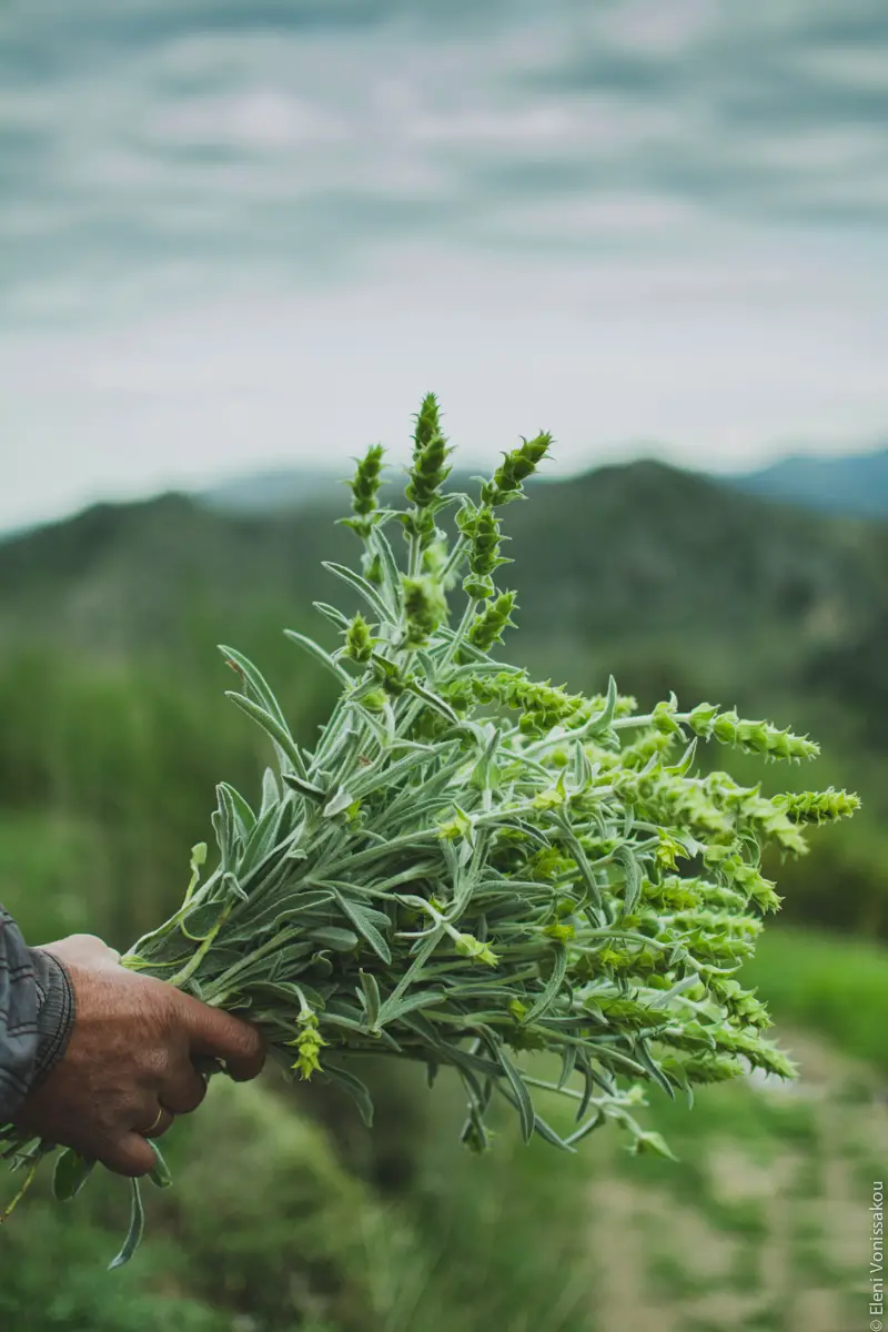 Milia Workshop 2017 – A long overdue recap. Part 1. www.thefoodiecorner.gr - Photo description: A hand holding a bunch of pretty green herbs. Mountainous scenery visible in the blurry background, with gray clouds in the sky.