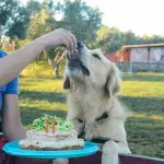 Westley’s Dog Birthday Cake Banana Peanut Butter and Tuna Apple www.thefoodiecorner.gr