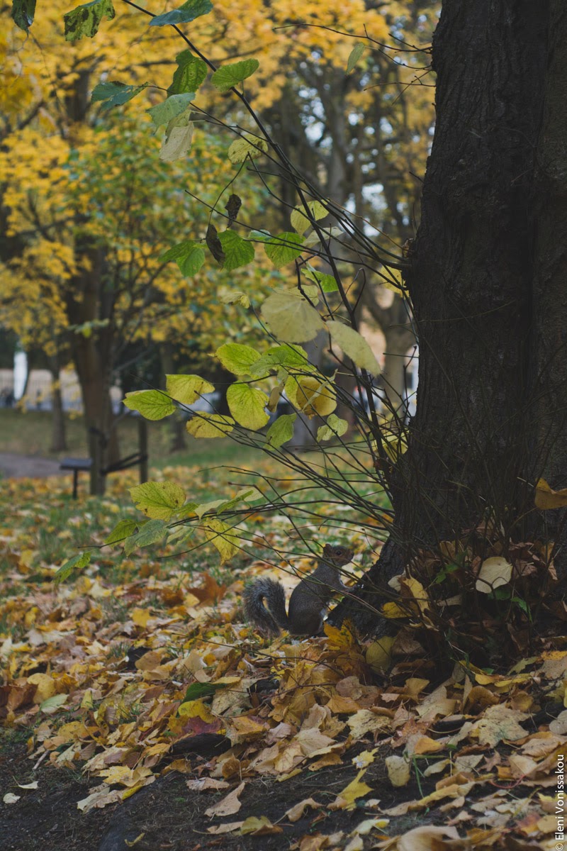 Butternut Squash Soup with Chilli and Whipped Goat’s Yoghurt Feta www.thefoodiecorner.gr Photo description: A squirrel standing against a large tree trunk. Autumn leaves on the ground and more trees in the background.