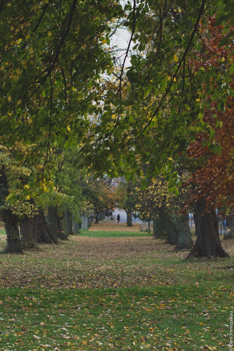 Butternut Squash Soup with Chilli and Whipped Goat’s Yoghurt Feta www.thefoodiecorner.gr Photo description: Two long rows of trees lining a grassy part of a park, forming a natural corridor. Autumn leaves on the ground.