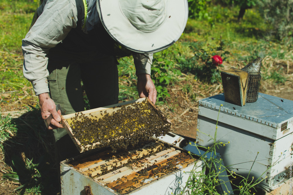 Miliaworkshop2017 www.thefoodiecorner.gr Photo description: A man bending over a beehive, lifting out a frame covered in bees.