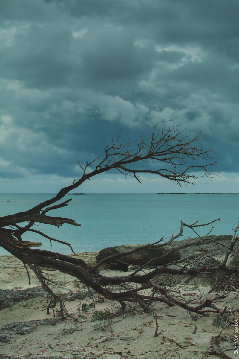 Miliaworkshop2017 www.thefoodiecorner.gr Photo description: The beach and sea, seen through the dead fallen branches of a tree. Light coloured sand, turquoise waters and a dramatic sky with dark heavy clouds in the distance.