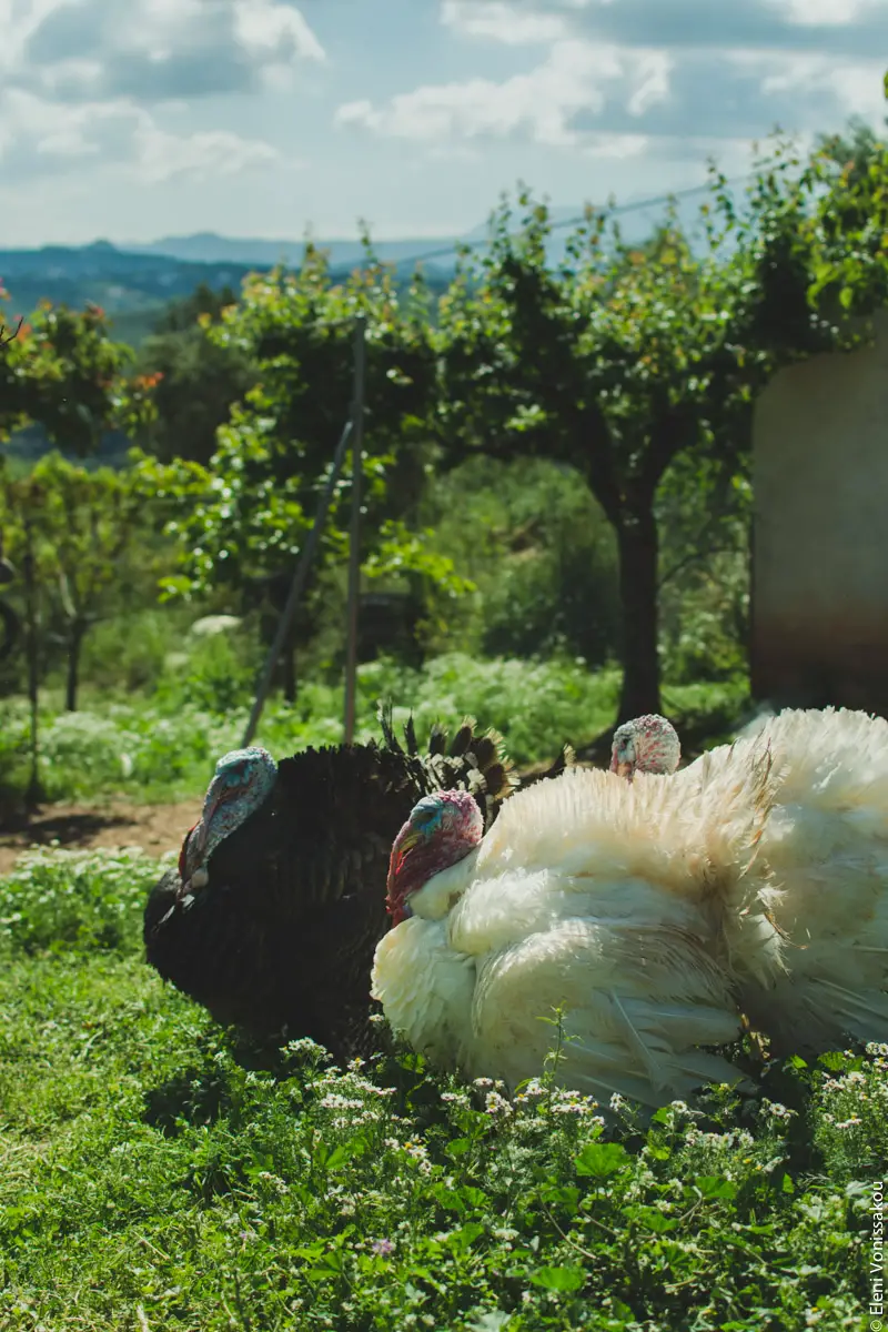 Miliaworkshop2017 www.thefoodiecorner.gr Photo description: A side view of a couple of huge fluffy turkeys, standing in a green garden with flowers and trees.