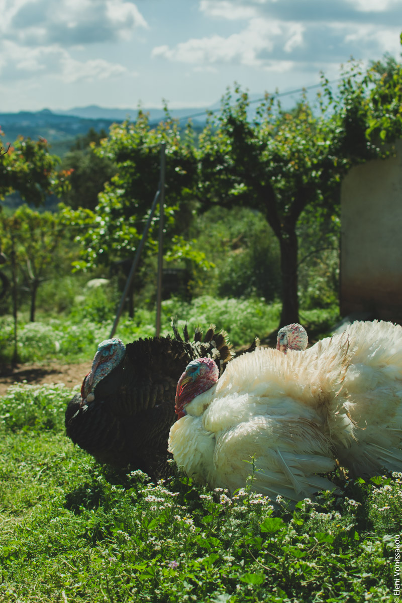 Miliaworkshop2017 www.thefoodiecorner.gr Photo description: A side view of a couple of huge fluffy turkeys, standing in a green garden with flowers and trees.