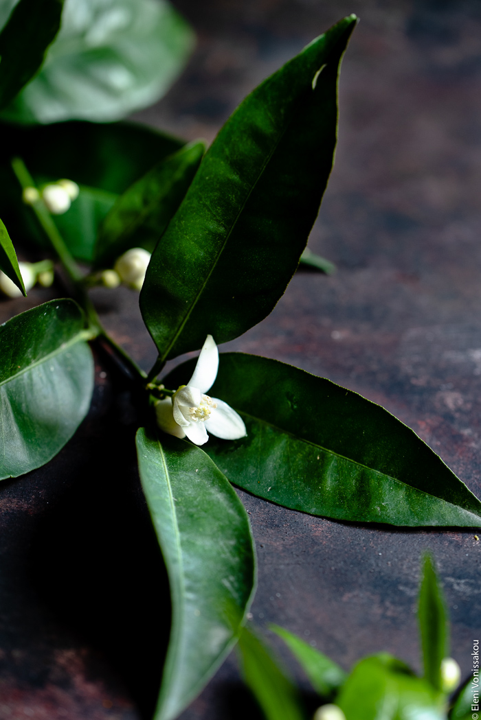 Εύκολη Κρέμα Σοκολάτα Πορτοκάλι www.thefoodiecorner.gr Photo description: A close view of some orange leaves with a blossom in the middle. 